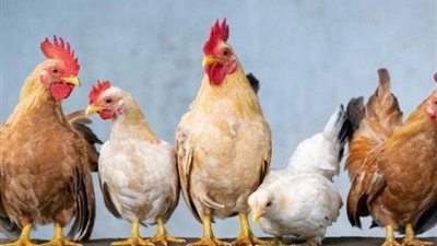 «البيضاء 75»، استقرار في أسعار الدواجن اليوم الخميس 8-8-2024