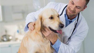 مؤشرات تنسيق كلية الطب البيطري 2024 بالجامعات الحكومية، تبدأ بـ88.7%