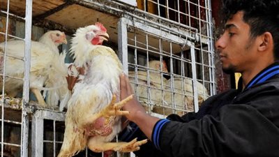 %40 انخفاضاً في أسعار الدواجن، والكيلو يسجل 60 جنيهاً لأول مرة