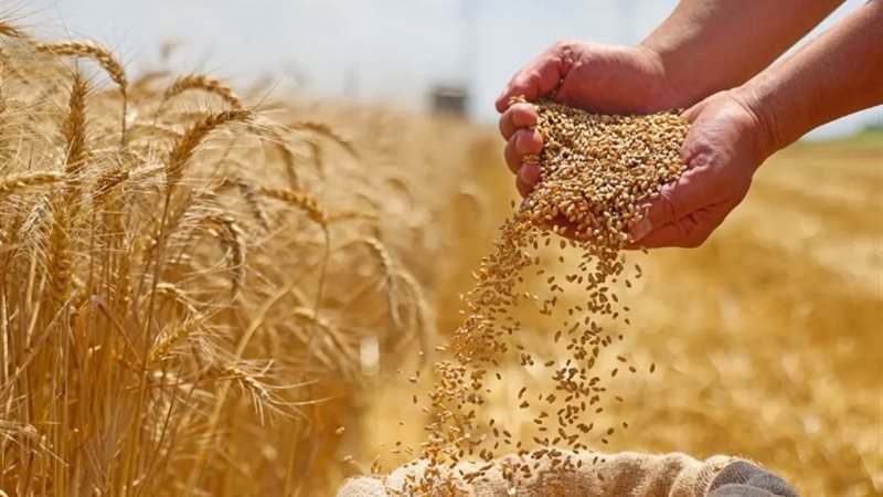 القمح - ارشيفية