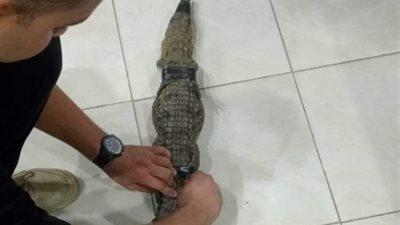 طوله متر، محافظة الجيزة تعلن نقل تمساح البدرشين إلى بني سويف (صور)