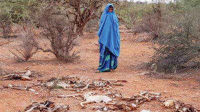 توزيع لحوم 700 فيل وحمار وحشي لشعب ناميبيا لتجاوز أزمة الغذاء