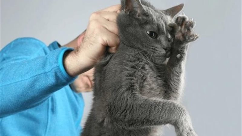 تعذيب قطط - صورة أرشيفية