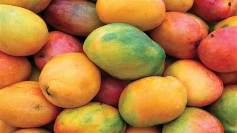 سعر المانجو