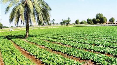 نقابة الفلاحين: الزراعة أول قطاع محلي يوفر فرص عمل للشباب