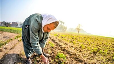 بمناسبة عيد الفلاح، 15 معلومة عن العمود الفقري للأمن الغذائي بمصر