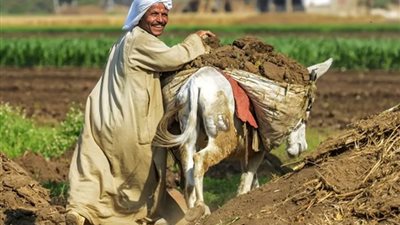 منظمات دولية وعالمية: القطاع الزرعي المصري صمد في وجه التحديات الاقتصادية 