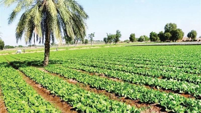 المشروعات الزراعية