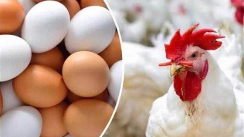 أسعار الفراخ والبيض اليوم