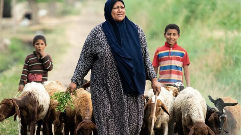 الست الريفية المصرية ـ أشيفية