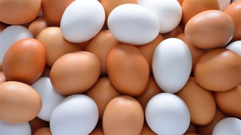 أسعار البيض