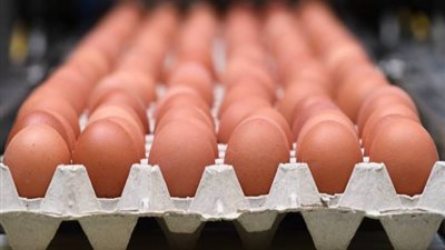 شعبة الدواجن: انخفاض سعر كرتونة البيض لـ155 جنيها في هذا الوقت (فيديو)