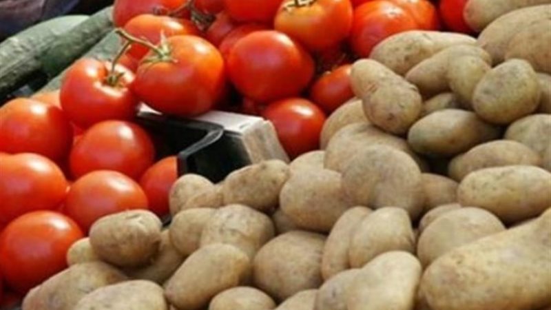 محصول الطماطم والبطاطس