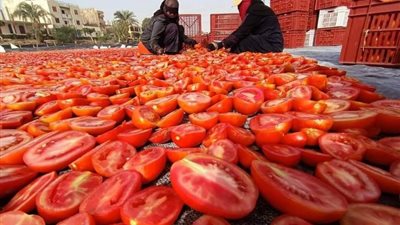 شعبة الخضراوات: أسعار الطماطم ستتراجع في هذا الموعد