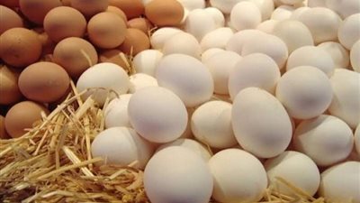 شعبة الدواجن: انخفاض أسعار البيض قريبا وطرح 400 ألف كرتونة بالمنافذ