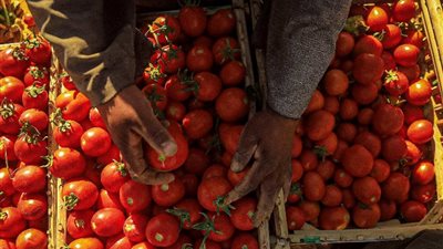 «الطماطم في النازل»، أسعار الخضراوات تواصل الانخفاض بسوق العبور