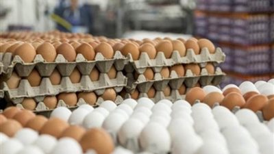 سعر كرتونة البيض يهبط 11 جنيها، والدقهلية تعرضها بـ 150جنيه