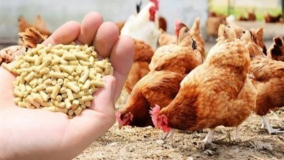 البانيه بكام؟، تعرف على أسعار الفراخ والبيض اليوم السبت 12 أكتوبر 2024