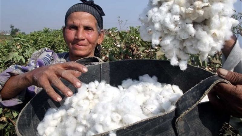 القطن المصري
