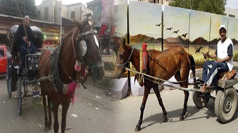 أسعار عربات الكارو والحنطور