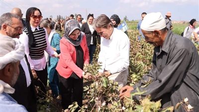 موسم جني القطن الحيوي بالمرابعين بكفر سعد في دمياط