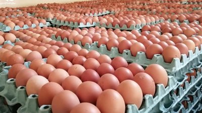 وزير الزراعة أمام النواب: توفير بيض المائدة بالمجمعات الاستهلاكية بأسعار مخفضة