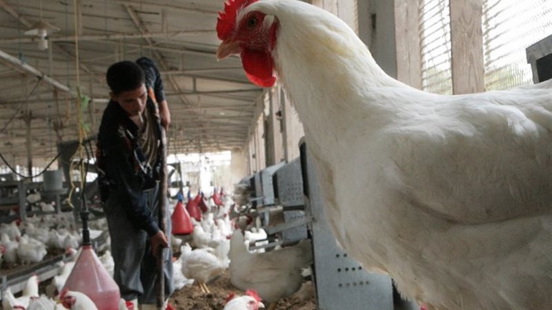 الدواجن في مصر