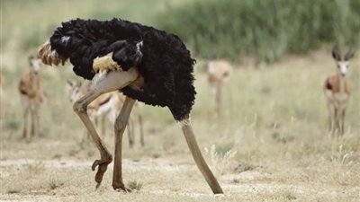 حقائق صادمة عن النعام، يدفن رأسه في الرمال ويقتل أسدا