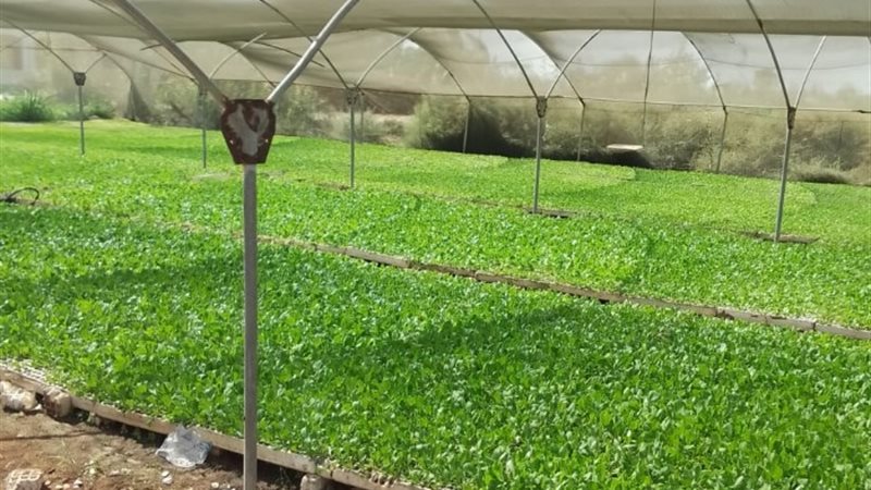 مشاتل الخضر الزراعية