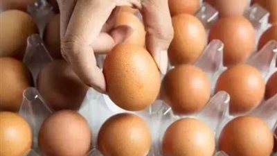 نصف ثمن المحلي، سعر البيض التركي اليوم الأحد 3 نوفمبر في السوق المصري