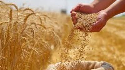 التموين: رصيد القمح يكفي 5 أشهر وتعاقدنا على 290 طن آخرين