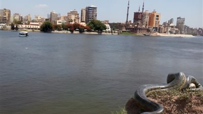 «خطيرة زي الأناكوندا»، ثعابين عملاقة في مياه نهر النيل (صور)
