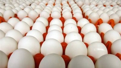 بعد استيراد مليون طبق، أماكن بيع البيض التركي في المحافظات