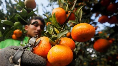 الزراعة تعلن بدء تصدير أول شحنة برتقال لموسم 2024 - 2025
