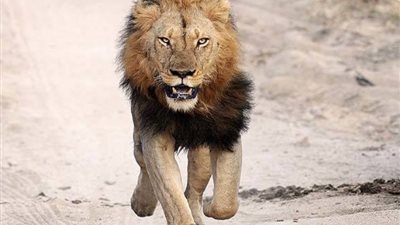 رعب وتحذيرات بعدم الخروج من المنازل، جدل بشأن هروب أسد في بورسعيد