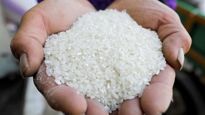 ارتفاع سعر الأرز