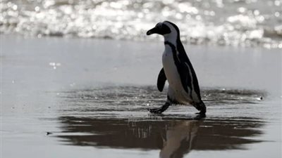البطريق الإفريقي، سباق مع الزمن لإنقاذ رمز مهدد بالانقراض