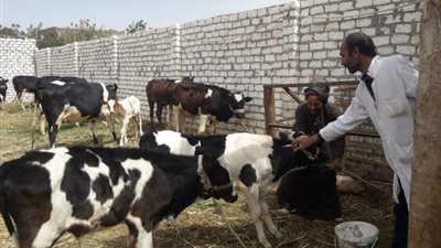 انطلاق الحملة القومية الثالثة لتحصين المواشي ضد الحمى القلاعية على مستوى الجمهورية