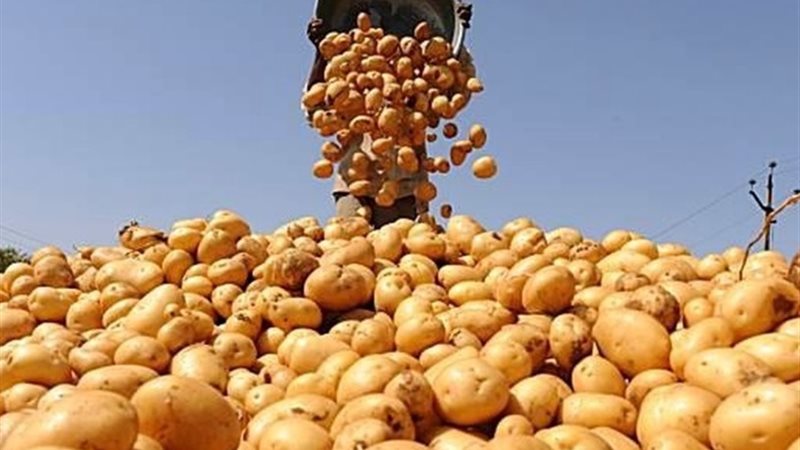 بطاطس- ارشيفية