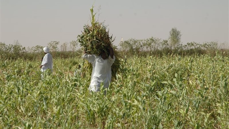 زراعة