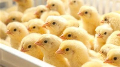 ارتفاع سعر الكتكوت الأبيض اليوم في الأسواق اليوم الثلاثاء و الساسو يسجل رقم جديد