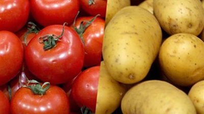 بشري سارة، انخفاض أسعار الطماطم والبطاطس لأكثر من 50% خلال الإسبوع الجاري
