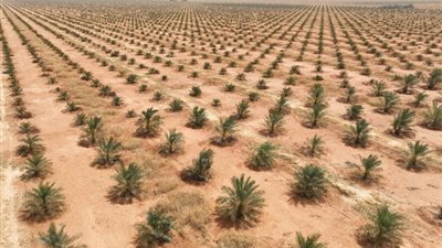 مجلس الوزراء: إنشاء غرفة تطوير واستصلاح الأراضي الصحراوية باتحاد الصناعات