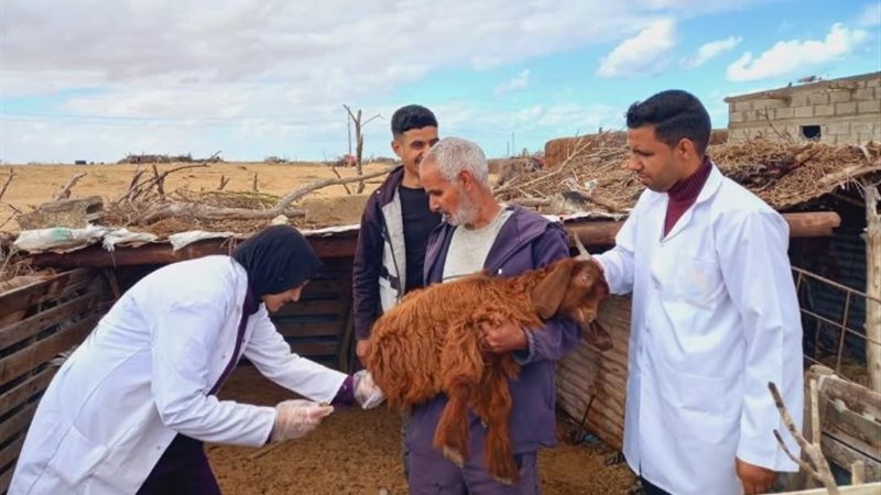 صورة القافلة