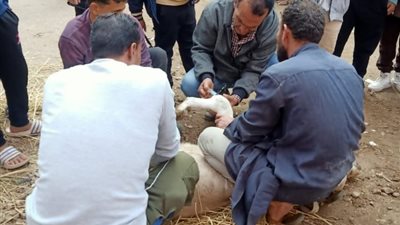 محافظ الدقهلية يتابع أعمال القافلة المتكاملة المجانية بقرية أويش الحجر