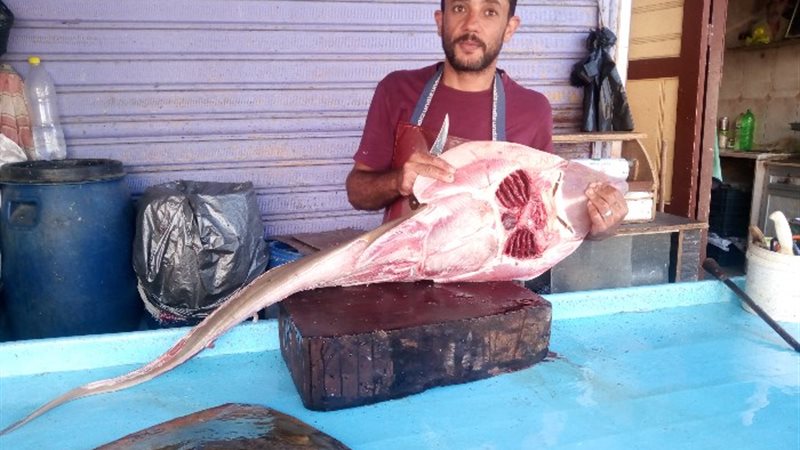 أسماك الشبيه