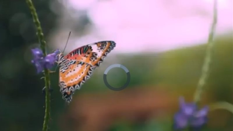 الفراشات