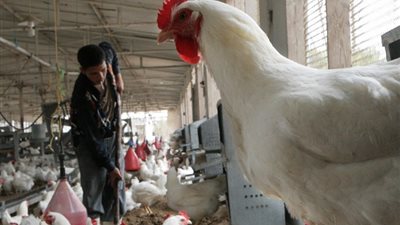 الفراخ البيضاء بـ74 جنيها، سعر الدواجن اليوم الثلاثاء 17 ديسمبر 2024