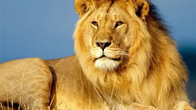 اليوم العالمي للغة العربية.. هل تعلم أن للأسد 348 اسمًا؟