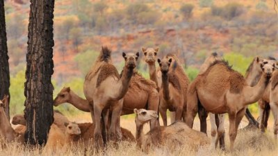 حملة إعدام جماعي للإبل، أستراليا تستنجد بالعرب للهروب من جمعيات حقوق الحيوان